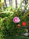 The Latin name ofÃÂ this flower isÃÂ Portulaca grandiflora and usually called Nine oclock Flower